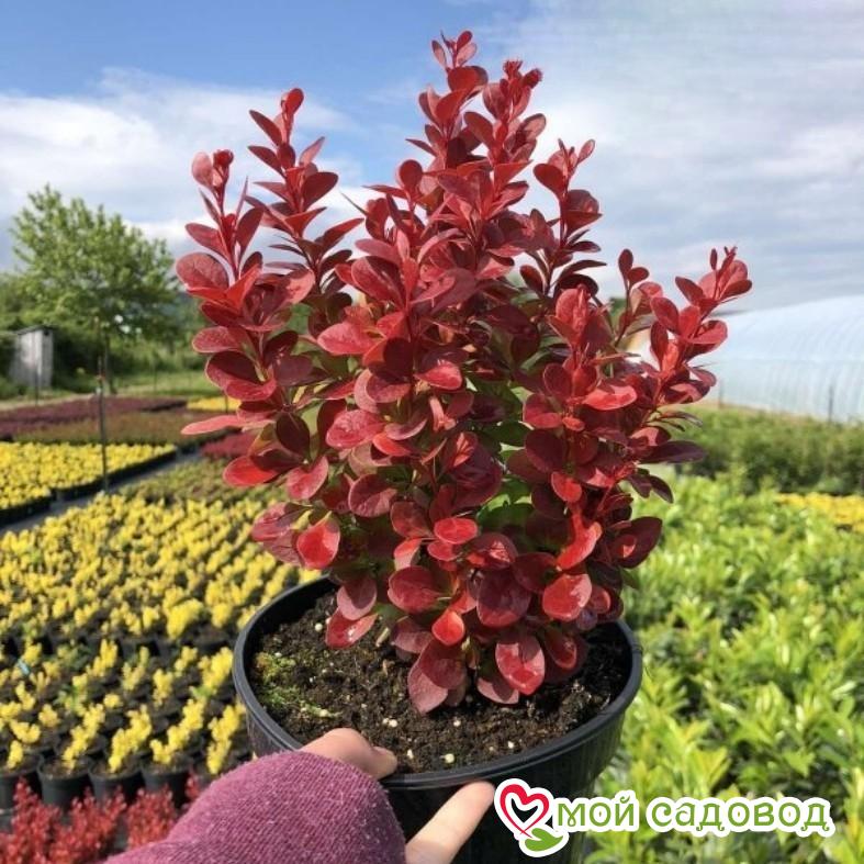 Барбарис Тунберга "Флоренс"