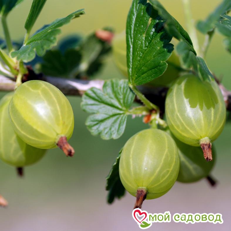 Крыжовник Кубанец