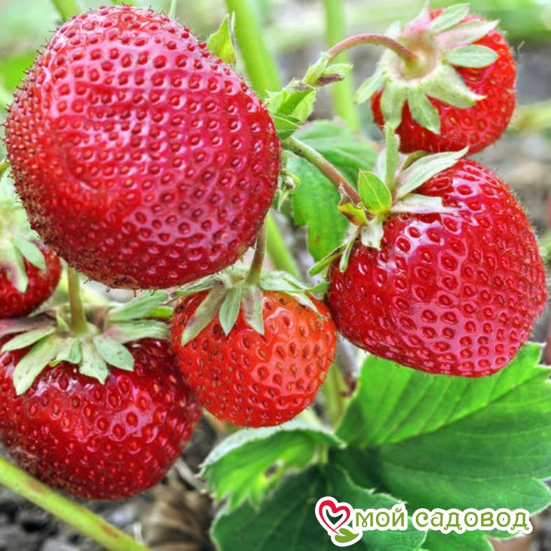 Клубника Кама (ранний сорт)