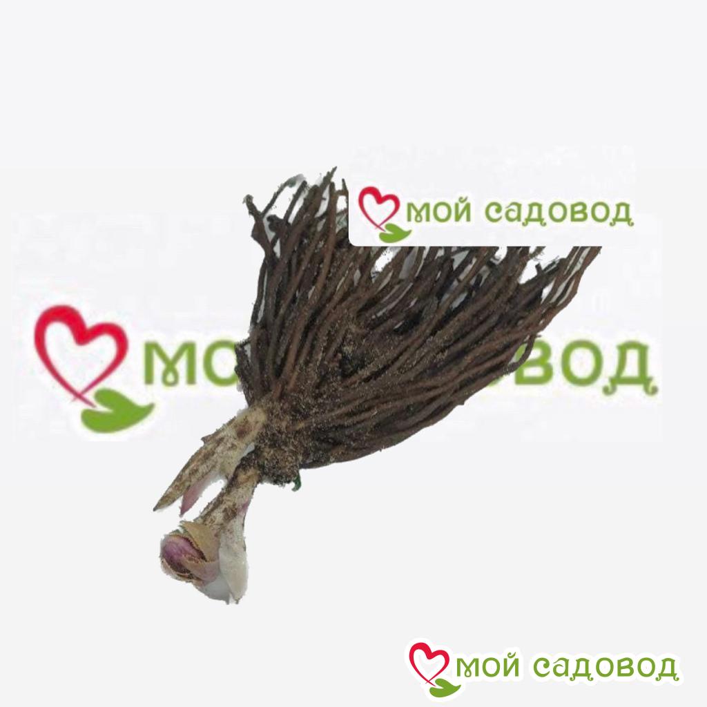 Хоста Умбра